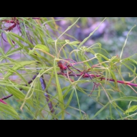 Acer palmatum cv Koto no ito (fam Aceracees) (5)